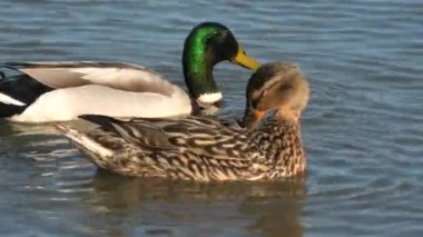 Mallard wild duck