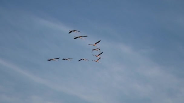 Flock of Greater flamingos flying — Vídeo de Stock