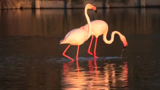 Ein paar Flamingos bei Sonnenuntergang — Stockvideo