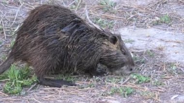Hindistan cevizi veya coypu otla beslenir.