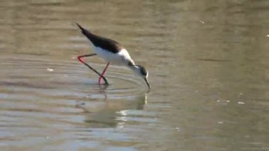Bayağı uzunbacak himantopus himantopus
