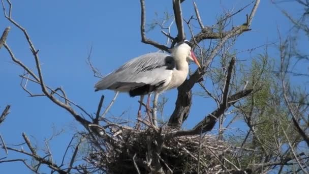 Grey heron on top of tree — Wideo stockowe