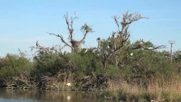 Grey heron on top of tree — Stock Video