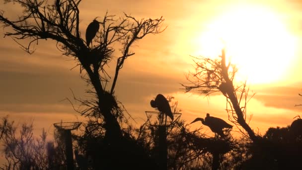Šedá volavka na vrcholku stromu — Stock video