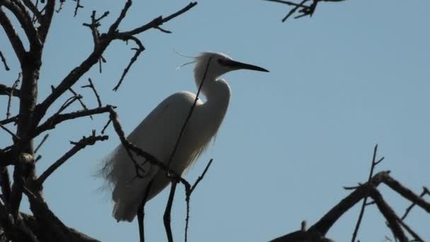 Piccola garzetta in cima all'albero — Video Stock