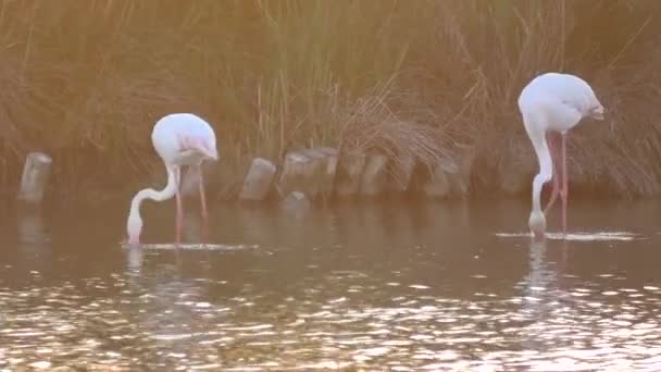 Paar grote flamingo 's bij zonsondergang — Stockvideo
