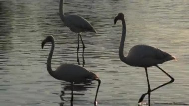 Gün batımında birkaç büyük flamingo