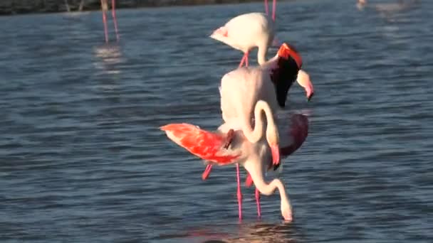 Paar von größeren Flamingos paart sich — Stockvideo