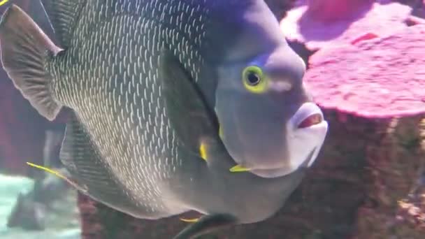 French angelfish Pomacanthus paru — Stock Video