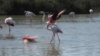 Pembe büyük flamingo kanatlarını açar