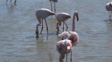 Birkaç büyük flamingo çiftleşmesi