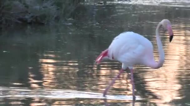 Große Flamingos auf Nahrungssuche bei Sonnenuntergang — Stockvideo