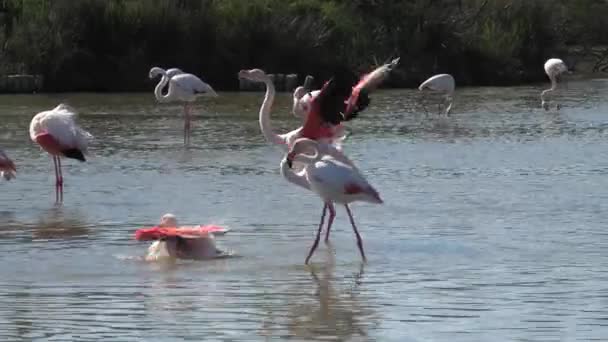 Pink grotere flamingo spreidt zijn vleugels — Stockvideo