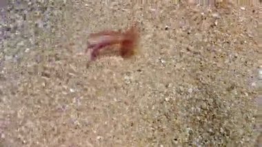 Sahilde yüzen ölü parlak denizanaları. Akdeniz, Kuzey Denizi ve Atlantik, Meksika ve Avustralya 'da yaşayan Pelagiidae familyasındaki Pelagia noctiluca türleri..