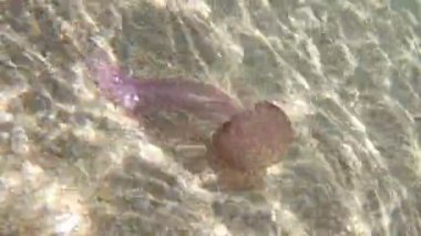 Akdeniz, Kuzey Denizi ve Atlantik, Meksika ve Avustralya 'da yaşayan Pelagiidae familyasındaki Pelagia noctiluca türleri. Deniz zemininde yüzen parlak denizanaları..