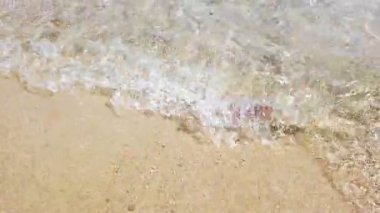 Plajda yüzen mor çizgili ölü denizanası. Akdeniz, Kuzey Denizi ve Atlantik, Meksika ve Avustralya 'da yaşayan Pelagiidae familyasındaki Pelagia noctiluca türleri..