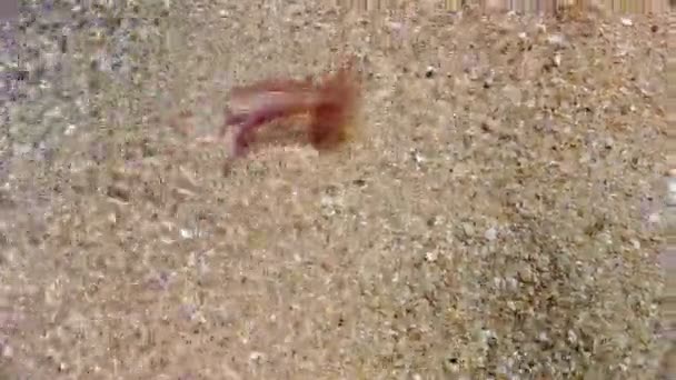 死气沉沉的发光水母漂浮在海滩上 生活在地中海 北海和大西洋 墨西哥和澳大利亚的珍珠贝科中的珍珠贝种类 — 图库视频影像