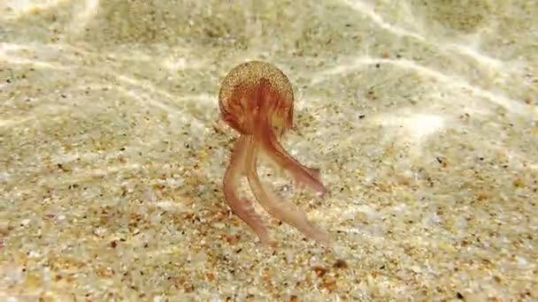 Slow Motion Pelagia Noctiluca Appartenente Alla Famiglia Pelagiidae Mediterranean Sea — Video Stock