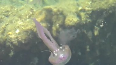 Akdeniz, Kuzey Denizi ve Atlantik, Meksika ve Avustralya 'da yaşayan Pelagiidae familyasındaki Pelagia noctiluca türleri. Deniz zemininde yüzen parlak denizanaları..