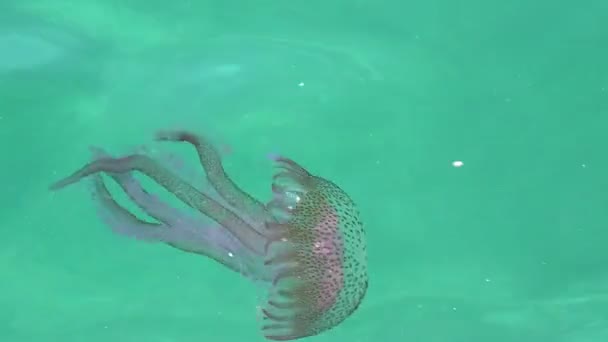 Pelagia Noctiluca Della Famiglia Pelagiidae Che Vive Nel Mar Mediterraneo — Video Stock