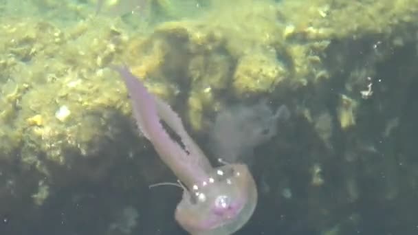 Spesies Pelagia Noctiluca Dalam Keluarga Pelagiidae Hidup Laut Mediterania Laut — Stok Video