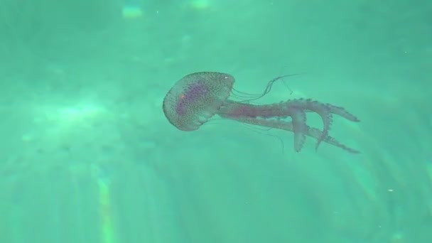 地中海 大西洋 メキシコ オーストラリアに生息するペラギア科のペラギア ノッチルーカ種 青い海の背景に水の中に浮かぶクラゲ — ストック動画