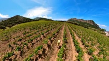 Korsika üzüm bağlarında Korsika şarabının şarap küreklerini çeken bir kadının hava görüntüsü. Fransız kırsalında korsika. Korsika 'nın şarap bölgesinde Fransa' nın bağları. Drone görünümü