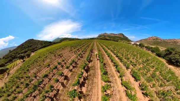 Aerial View Woman Walking Rows Grapevine Wine Corsica France Corsica — Stock Video