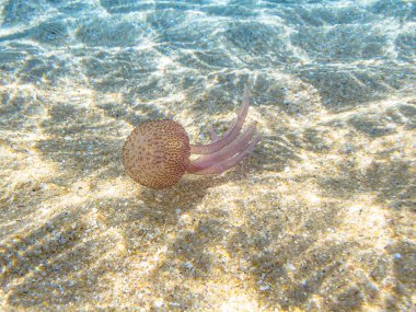 Akdeniz, Kuzey Denizi ve Atlantik, Meksika ve Avustralya 'da yaşayan Pelagiidae familyasındaki Pelagia noctiluca türleri. Deniz zemininde yüzen parlak denizanaları..