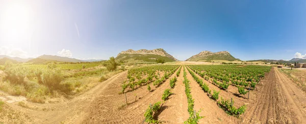 Drone View Panoramic Terraced Vineyards Winegrowing Corsica Island Wine Corsica — Stock Fotó