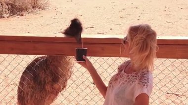SLOW MOTION: Woman feeding Emu, Dromaius novaehollandiae, on arid ground, is an important cultural icon of Australia. Northern Territory sunset in Australia.