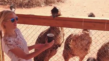 Girl feeding Emus on arid ground of Northern Territory at sunset. The bird features prominently in Indigenous Australian mythology. Dromaius novaehollandiae Species. SLOW MOTION