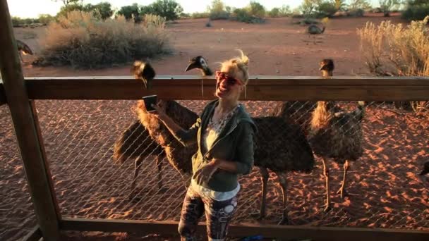 Woman Feeding Emus Dromaius Novaehollandiae Species Emu Endemic Australia Largest — Stockvideo