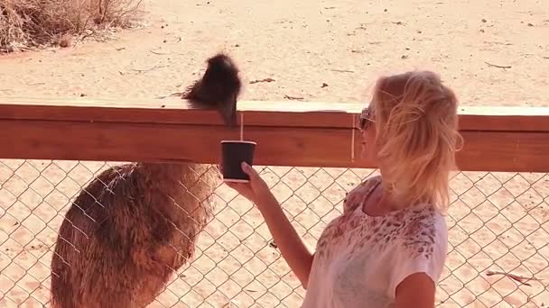 Slow Motion Woman Feeding Emu Dromaius Novaehollandiae Arid Ground Important — Vídeos de Stock