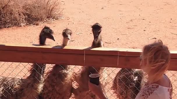 Slow Motion Woman Feeding Emus Dromaius Novaehollandiae Emu Endemic Australia — Stockvideo