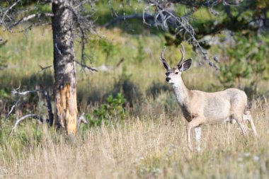 Deer in the forest somewhere in USA