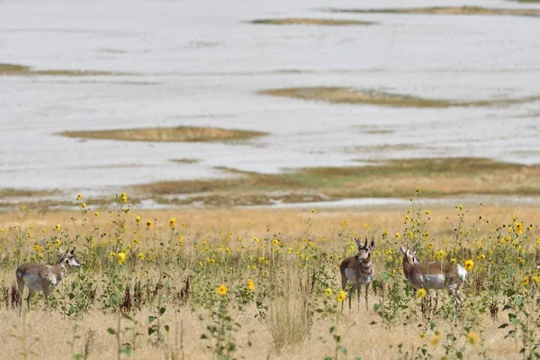 Antelope Antelope Island — Stockfoto