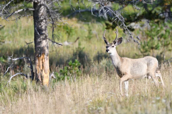 Deer Forest Somewhere Usa — Fotografia de Stock