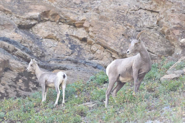 Mountain Goat Glacier National Park Usa — Stockfoto