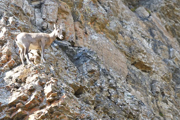 Mountain Goat Glacier National Park Usa — Stockfoto