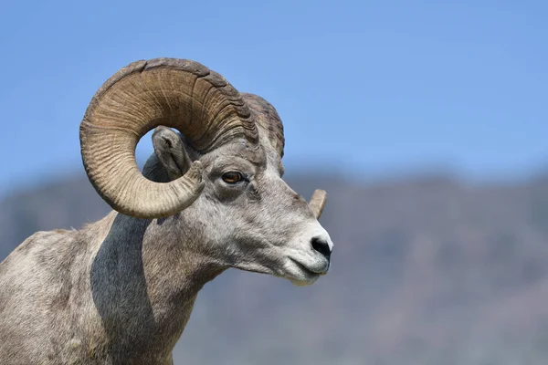 Mouflon Goat Glacier National Park Usa — Stockfoto