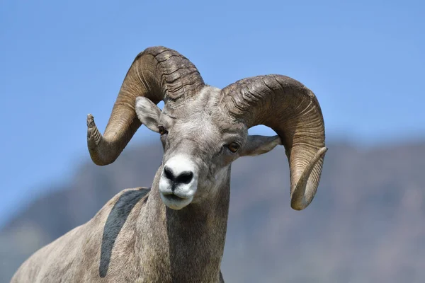Mouflon Goat Glacier National Park Usa — Stockfoto