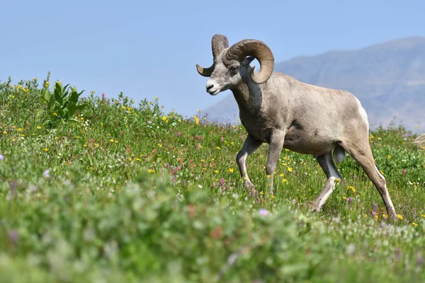 Mouflon Goat at Glacier National Park USA
