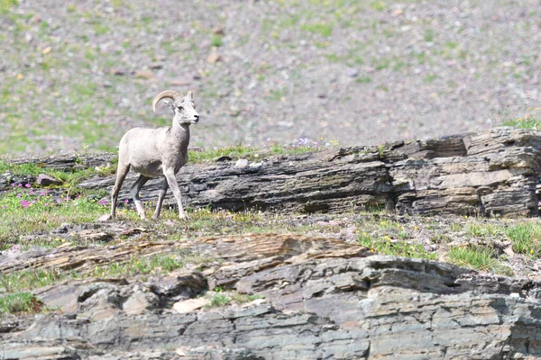Mouflon Goat at Glacier National Park USA