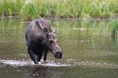 Moose in the lake in Grand Teton National Park USA