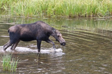 Moose in the lake in Grand Teton National Park USA