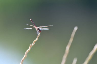 Dragonfly in Yellowstone National Park USA