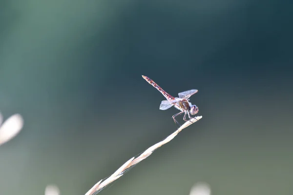 Dragonfly Yellowstone National Park Usa — Fotografia de Stock