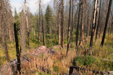 Saint Mary Lake trail in Glacier National Park USA