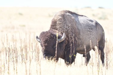 Mighty Bison at Yellowstone National Park USA